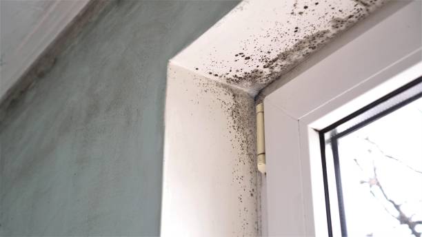 Mold Remediation for Vacation Homes in Acushnet Center, MA