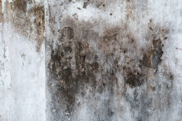 Best Residential Mold Inspection & Testing  in Acushnet Center, MA