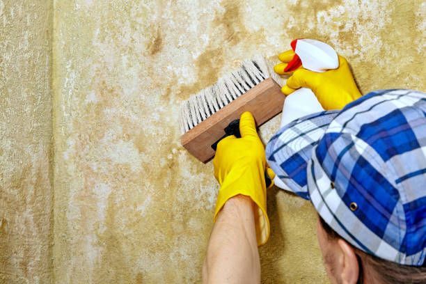 Best Basement Mold Removal  in Acushnet Center, MA
