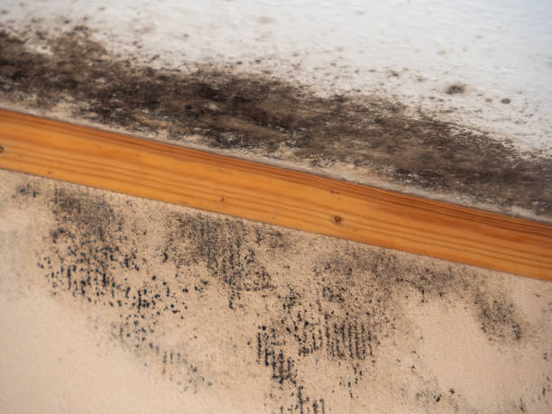 Best Airborne Mold Testing  in Acushnet Center, MA