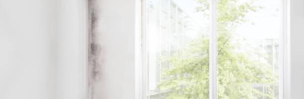Best Mold-Related Health Consultation  in Acushnet Center, MA