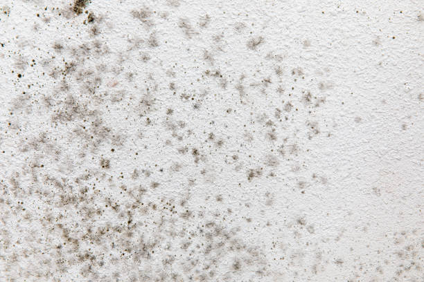 Professional Mold Removal in Acushnet Center, MA