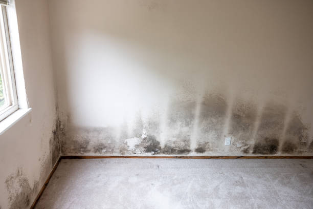 Best Water Damage & Mold Remediation  in Acushnet Center, MA